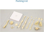 Kids Science Bone Assembly Kit