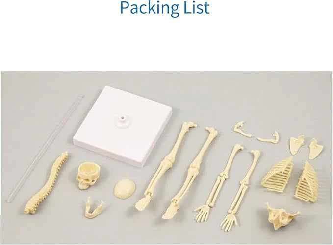 Kids Science Bone Assembly Kit