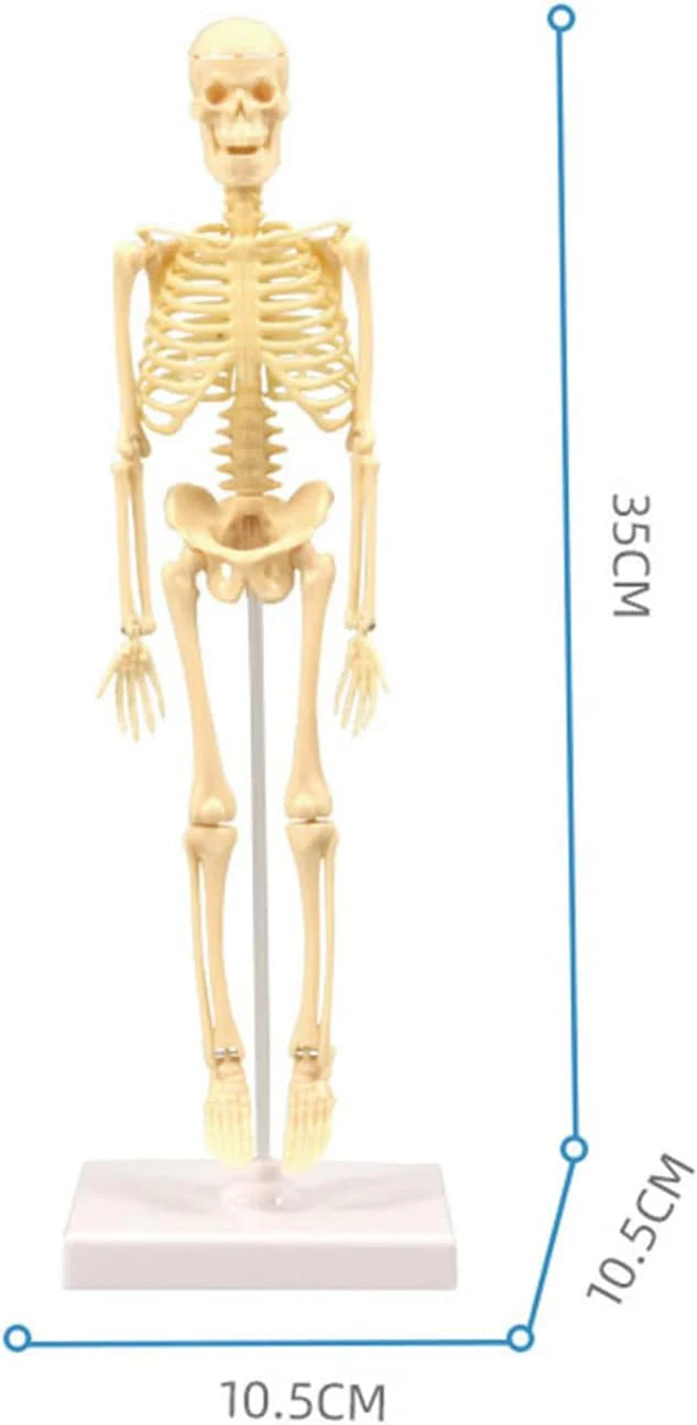 Kids Science Bone Assembly Kit