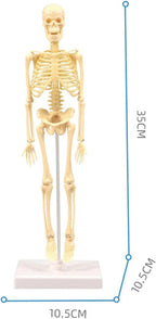 Kids Science Bone Assembly Kit