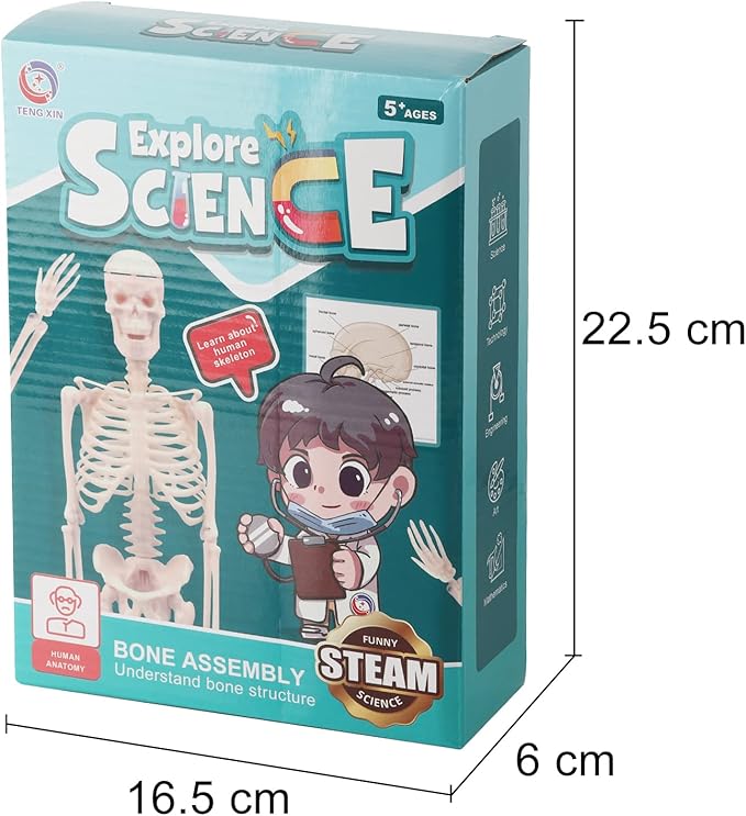 Kids Science Bone Assembly Kit