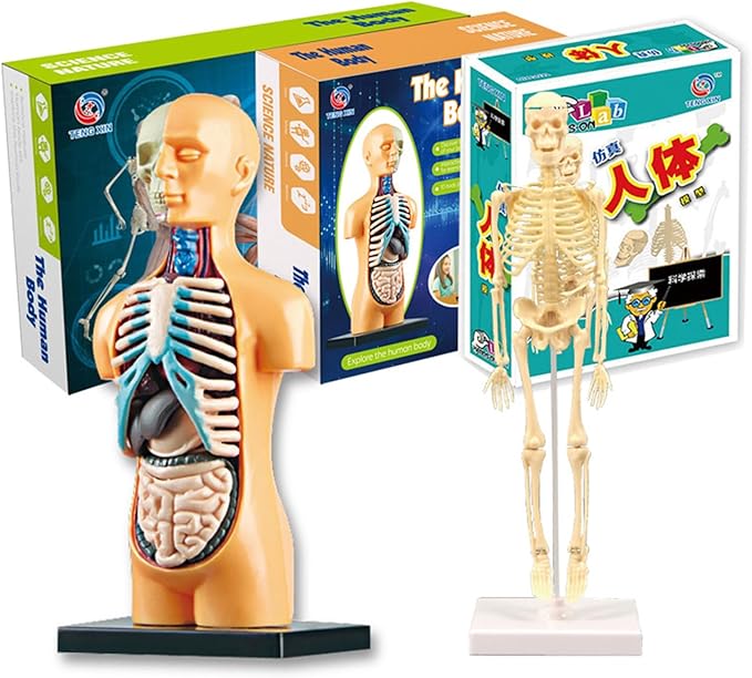 Kids Science Bone Assembly Kit